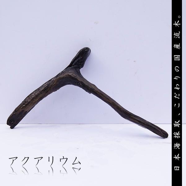 アクアリウム 流木 一点物 煮沸済み アクアリウム流木 天然 活着 Am137 Asahi Ad Co Jp