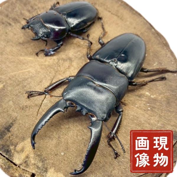 ツシマヒラタクワガタ ペア【長崎・厳原産】 国産 販売 生体 成虫 昆虫 飼育 観賞 オス ブリード個体 対馬ヒラタクワガタ 和製パラワン オス メス【商品内容】■ ツシマヒラタクワガタ ペア【商品詳細】■サイズ：68.5mm 41mm■羽...