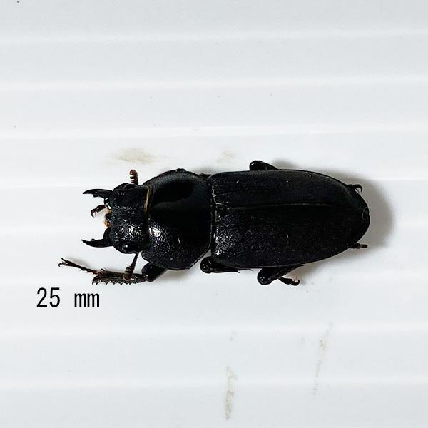 超歓迎 コクワガタ メス 生体 成虫 Kkm137 Www Tgnewstv It