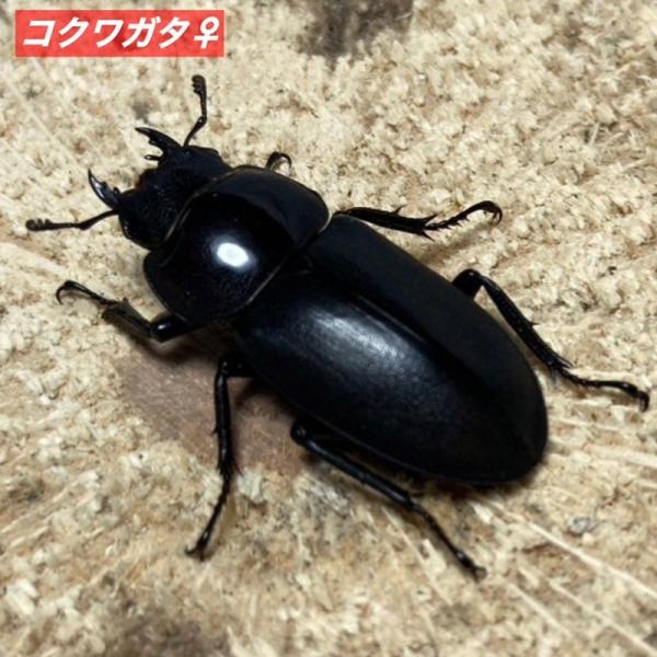 コクワガタ ♀ フリーサイズ 【山口県産・ブリード個体】 国産 販売 生体 成虫  メス  販売 生体 成虫 昆虫 飼育 観賞  26年6月以降の羽化個体となります。