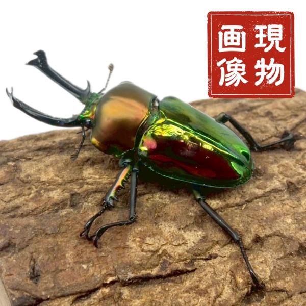 ニジイロクワガタ 【現物画像/オス】写真の個体が届きます クワガタ 外国産 販売 生体 成虫 個体 ブリード 個体 大型 中型 小型 大歯 中歯 小歯  昆虫 飼育 観賞 人気 きれい 色虫 虹色 光沢 にじいろ【商品内容】■ ニジイロクワ...