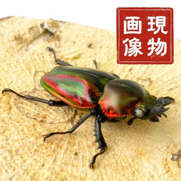 ニジイロクワガタ  【現物画像/メス】写真の個体が届きます 外国産 販売 生体 成虫 個体 ブリード 個体 大型 中型 小型 大歯 中歯 小歯  昆虫 飼育 観賞 人気