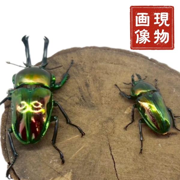 ニジイロクワガタ  【現物画像/ペア】 写真の個体が届きます 外国産 販売 生体 成虫 個体 ブリード 個体 大型 中型 小型 大歯 中歯 小歯  昆虫 飼育 観賞 人気 きれい 色虫 虹色 光沢 にじいろ ペット 【商品内容】■ ニジイロ...