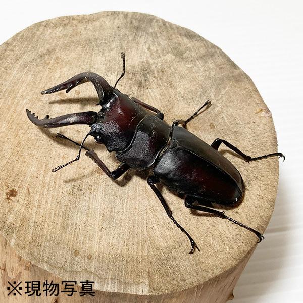 国産ノコギリクワガタムシのオス メスのペアになります ギガランキングｊｐ
