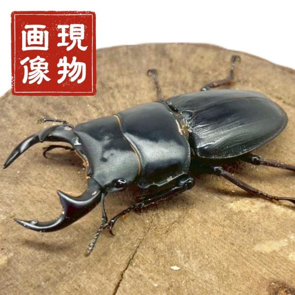 オオクワガタ オス 小型【能勢産 現物個体】国産 販売 生体 成虫 昆虫 飼育 観賞 オス ♂ 人気種 オオクワ 未使用 ブリード 個体【商品説明】■国産オオクワガタ【能勢産】オス【商品内容】■ 国産オオクワガタ【能勢産】 オス【商品詳細】...