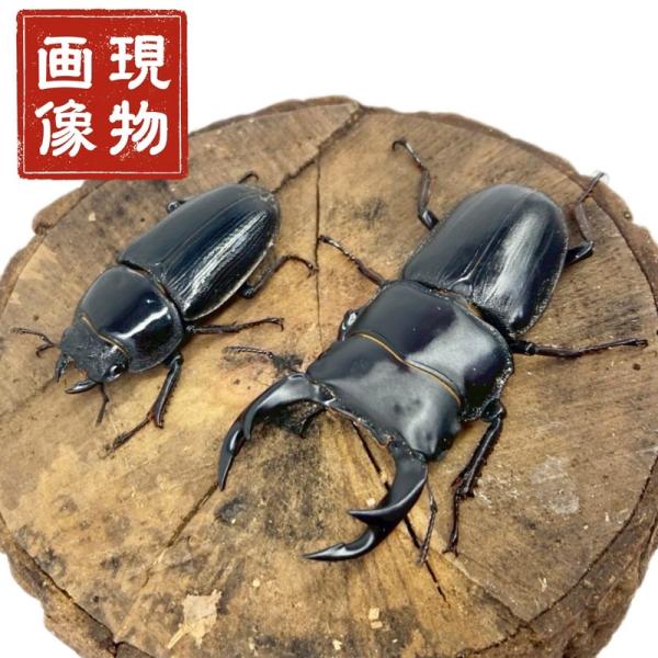 オオクワガタ ペア 【香川県綾川産 現物個体】国産 販売 生体 成虫 昆虫 飼育 観賞 オス メス ♂ ♀ ペア 人気種 オオクワ 産卵や繁殖に。未使用 ブリード 個体【商品説明】■国産オオクワガタ【香川県綾川産】ペア【商品内容】■ 国産オ...