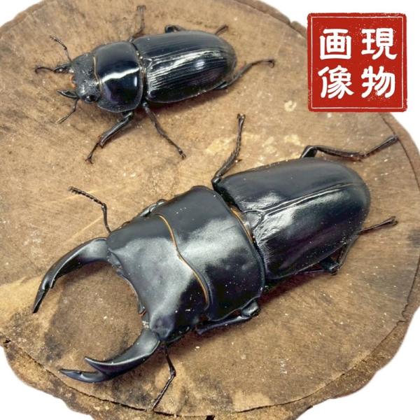 オオクワガタ ペア 【香川県綾川産 現物個体】国産 販売 生体 成虫 昆虫 飼育 観賞 オス メス ♂ ♀ ペア 人気種 オオクワ 産卵や繁殖に。未使用 ブリード 個体【商品説明】■国産オオクワガタ【香川県綾川産】ペア【商品内容】■ 国産オ...