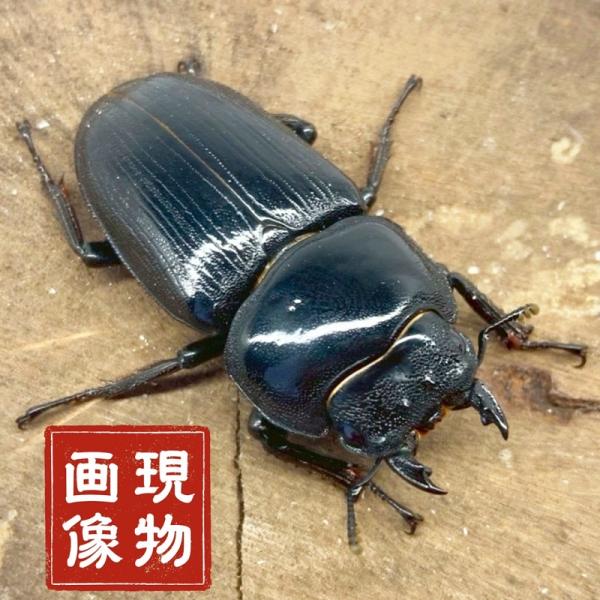 オオクワガタ 【香川産】国産 販売 生体 成虫 昆虫 飼育 観賞 メス ♀ 単品 人気種 オオクワ 産卵や繁殖に。未使用 ブリード 個体【商品内容】■ オオクワガタメス【商品説明】■香川産オオクワガタ メス ♀になります。■現物個体ですので...