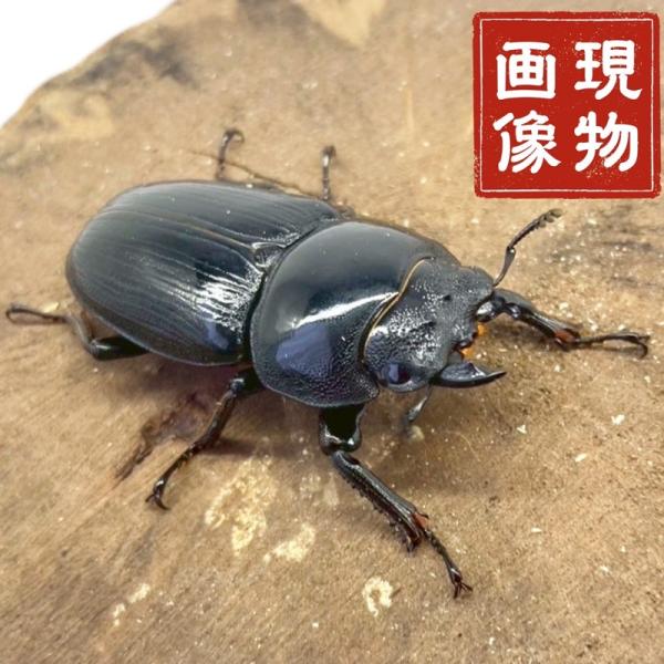 オオクワガタ 【香川産】国産 販売 生体 成虫 昆虫 飼育 観賞 メス ♀ 単品 人気種 オオクワ 産卵や繁殖に。未使用 ブリード 個体【商品内容】■ オオクワガタメス【商品説明】■香川産オオクワガタ メス ♀になります。■現物個体ですので...