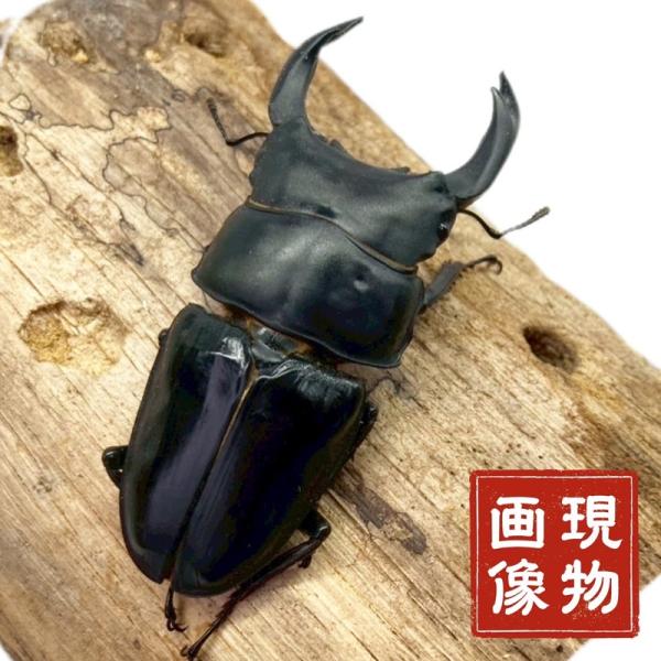 国産オオクワガタ オス 【能勢SR血統】大型血統 軽度の羽パカあり 国産 販売 生体 成虫 大型個体 ブリード個体 大型 中型 国産 昆虫 飼育 観賞 人気 ♂【商品説明】■能勢SR血統の軽度の羽パカあり個体となっております。画像は現物個体...