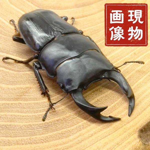 国産オオクワガタ オス 【能勢SR血統】大型血統 顎ズレ 上翅にコブ有 国産 販売 生体 成虫 大型個体 ブリード個体 大型 中型 国産 昆虫 飼育 観賞 人気 ♂