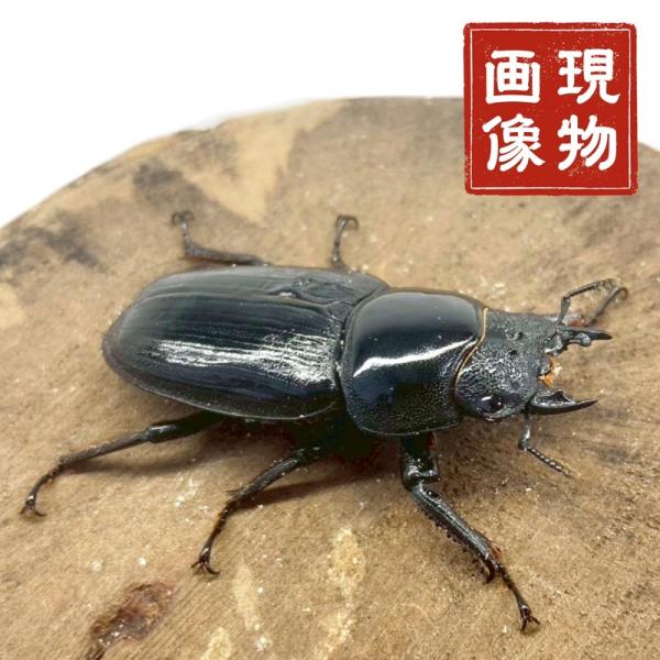 国産オオクワガタ メス 【能勢YG血統】大型血統 上羽軽度シワあり 国産 販売 生体 成虫 大型個体 ブリード個体 大型 中型 小型 国産 昆虫 飼育 観賞 人気 ♀【商品説明】■能勢YG血統の上羽軽度シワあり個体となっております。画像は現...