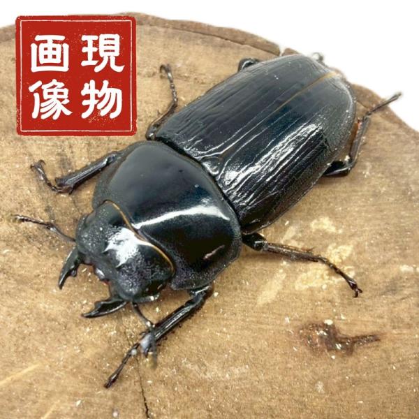 オオクワガタ YG血統 メス 左後脚マヒ有  【現物画像】 写真の個体が届きます 販売 生体 成虫 昆虫 飼育 観賞  ブリード個体 大型 中型 小型 国産 人気 ♀【商品説明】■能勢YG血統の左後脚マヒ有個体となっております。画像は現物個...