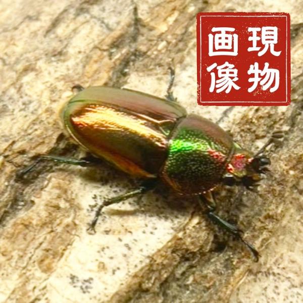 パプアキンイロクワガタ  メス【現物画像】【ワメナ産】写真の個体が届きます 外国産 販売 生体 成虫 個体 昆虫 飼育 観賞 人気 きれい 色虫 虹色 光沢 パプキン