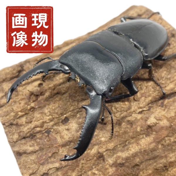 パラワンオオヒラタ オス 【現物画像】 【フィリピン パラワン島 mtガントン】外国産  販売 生体 成虫 昆虫 飼育 観賞  ブリード個体  血の入れ替え等に【商品内容】■ パラワンオオヒラタ オス 1頭【商品説明】■パラワンオオヒラタ ...