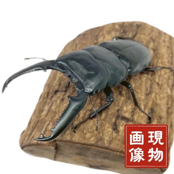 パラワンオオヒラタ オス 【現物画像】 【フィリピン パラワン島 mtガントン】外国産  販売 生体 成虫 昆虫 飼育 観賞  ブリード個体  血の入れ替え等に【商品内容】■ パラワンオオヒラタ オス 1頭【商品説明】■パラワンオオヒラタ ...