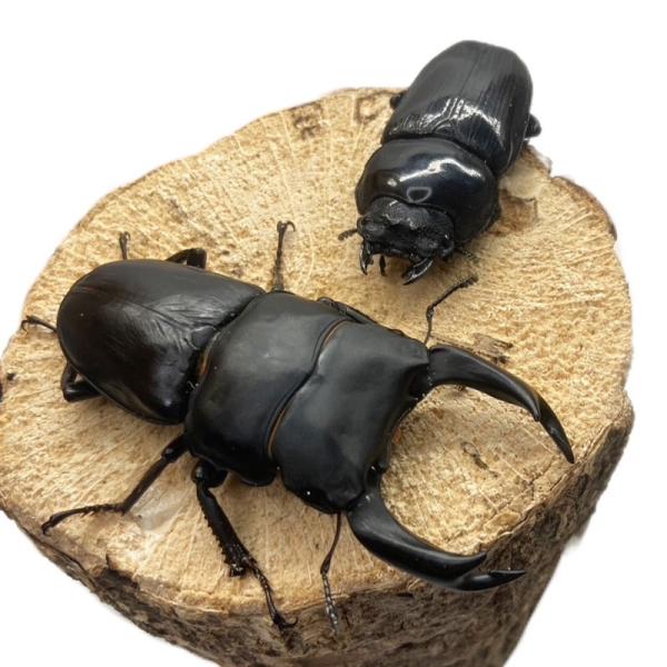 オオクワガタ能勢SR r-kiiro_sr009