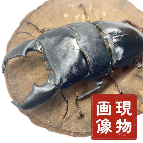 スマトラオオヒラタ オス 【アチェ産】 極太血統 【現物画像/オス】 写真の個体が届きます 外国産 販売 生体 成虫 個体 ブリード 個体 大型  昆虫 飼育 観賞【商品内容】■ スマトラオオヒラタクワガタ【アチェ産】 ♂■現物個体ですので...