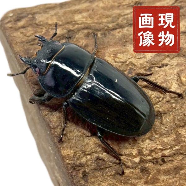 タカラヒラタクワガタ メス 【トカラ列島 宝島】 ブリード個体 (現物個体) 国産 販売 生体 成虫 昆虫 飼育 観賞 ヒラタ 平鍬形 クワガタムシ【商品内容】■ タカラヒラタクワガタ メス1頭【商品詳細】■サイズ：39.5mm■羽化日：2...
