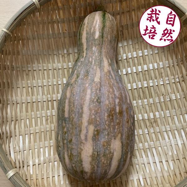 兵庫県小野市で農薬も肥料も除草剤も一切使わずに露地栽培された、安心・安全で美味しい島かぼちゃです。島かぼちゃは沖縄で古くから栽培されている在来種のかぼちゃです。島かぼちゃには様々な形のものがありますが、現在お届けしているものは主にひょうたん...