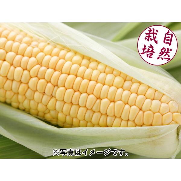素晴らしい　とうもろこし　自然栽培　農薬不使用　化学肥料不使用 自然栽培とうもろこし（農薬・肥料不使用/山梨産） 3本（冷蔵便発送
