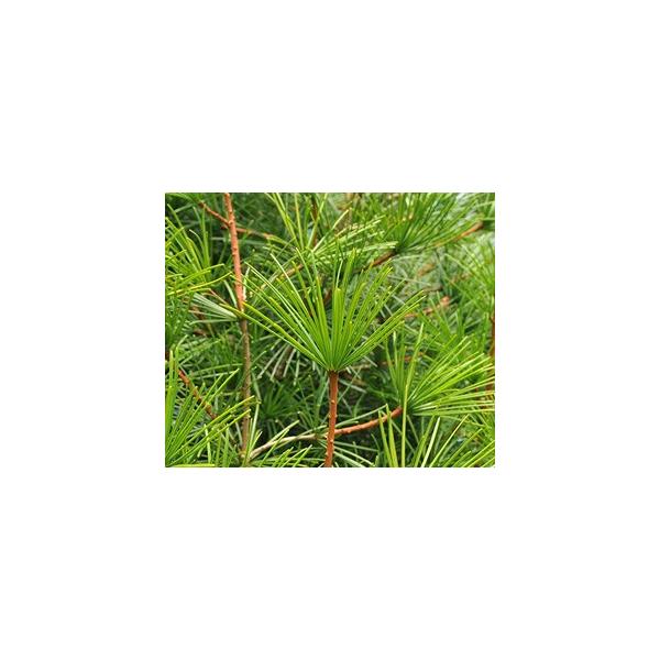 コウヤマキ精油エッセンシャルオイル 高野槇 和歌山県 5ｍｌ 山林栽培 和の精油 メール便選択で送料無料 Buyee Buyee Japanese Proxy Service Buy From Japan Bot Online