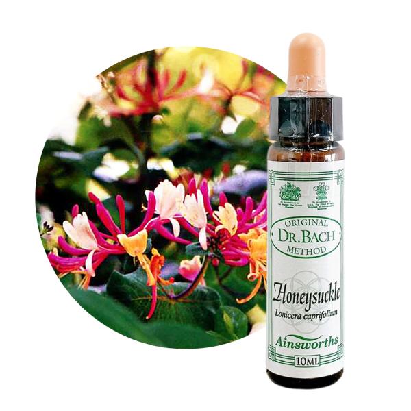 ハニーサックル　Honeysuckle　10ml エインズワース 英国王室御用達　高濃度のバッチフラワーエッセンス Ainsworths  正規輸入品