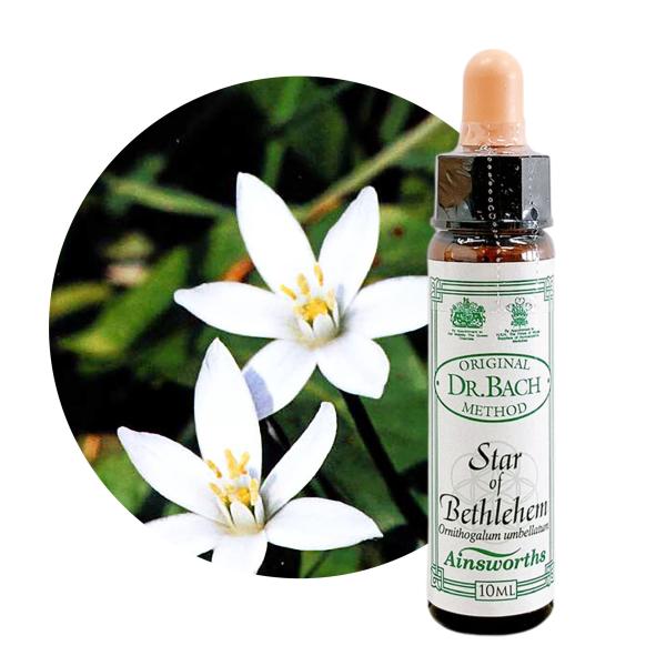 スターオブベツレヘム　Star of Bethlehem 10ml エインズワース 英国王室御用達　高濃度のバッチフラワーエッセンス Ainsworths  正規輸入品