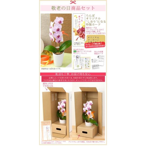 父の日花鉢植えミディ 中大輪胡蝶蘭ギフトプレゼントギフト贈り物1本立ち8輪以上 R C19 A Buyee Buyee 提供一站式最全面最專業現地yahoo Japan拍賣代bid代拍代購服務