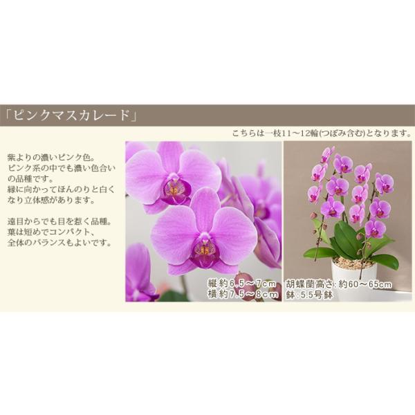 胡蝶蘭 中輪 中大輪２本立ち 6500円税込 品種選べる お祝い お供え ミディ 誕生日 開店祝い 父の日 ギフト 花 プレゼント あすつく R 2f5000 Buyee Buyee Japanese Proxy Service Buy From Japan Bot Online