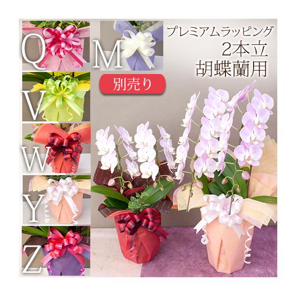 ミディ胡蝶蘭2本立ち観葉寄せ、中輪〜中大輪胡蝶蘭2本立ち に対応。