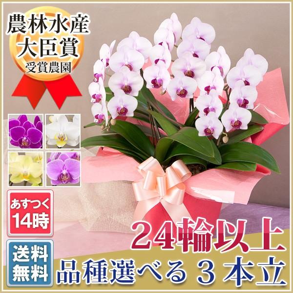 胡蝶蘭開店祝い開業祝いお中元お盆お祝い結婚祝い誕生日お供えギフト３本立ち7538 R Ama0006 Fw Buyee Buyee 提供一站式最全面最專業現地yahoo Japan拍賣代bid代拍代購服務