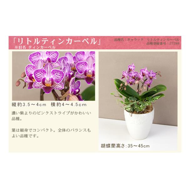 胡蝶蘭 ミディ ２本立ち観葉寄せ 5000円税込 品種選べる お祝い お供え 誕生日 プレゼント ギフト 花 あすつく R Eraberu 2f Buyee Buyee Japanese Proxy Service Buy From Japan Bot Online