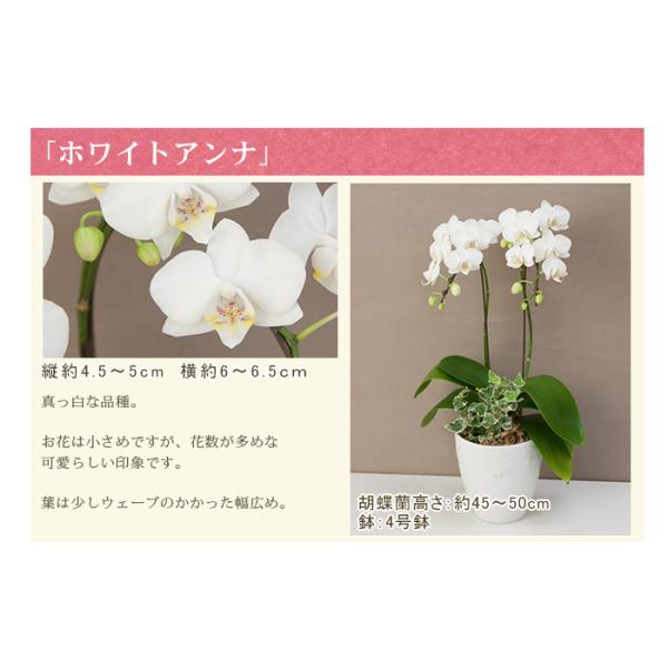 胡蝶蘭 ミディ ２本立ち観葉寄せ 5000円税込 品種選べる お祝い お供え 誕生日 プレゼント ギフト 花 あすつく R Eraberu 2f Buyee Buyee Japanese Proxy Service Buy From Japan Bot Online