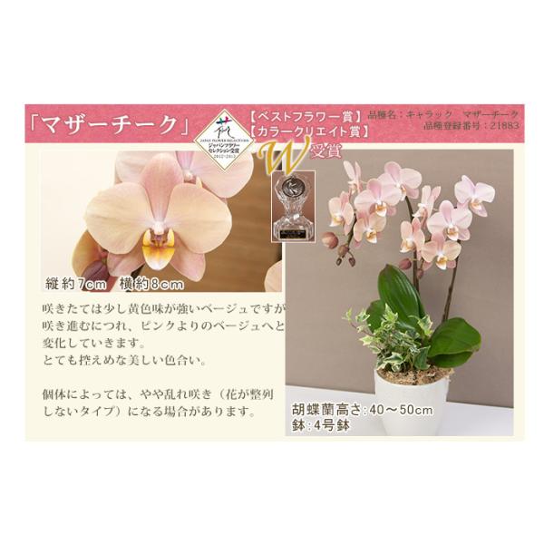 胡蝶蘭 ミディ ２本立ち観葉寄せ 5000円税込 品種選べる ギフト お祝い お供え 母の日 プレゼント 花 あすつく R Eraberu 2f Buyee Buyee 日本の通販商品 オークションの代理入札 代理購入