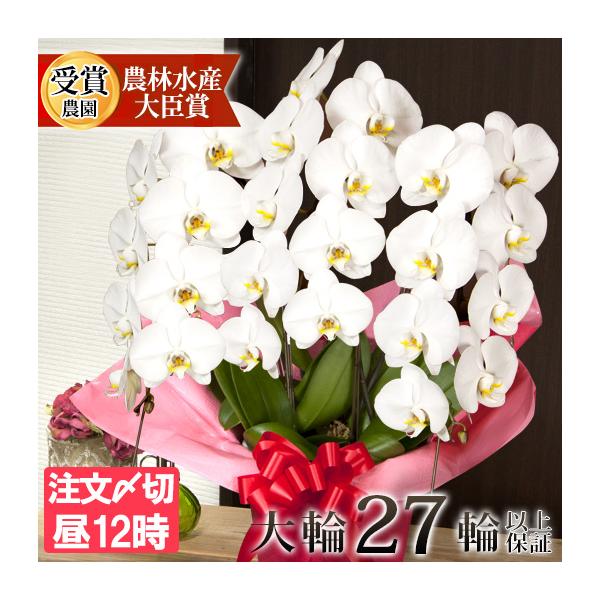 ※即日出荷分は営業日の昼12時締切です商品：大輪胡蝶蘭 3本立ち（27輪以上）鉢：主に６〜７号（穴あり）無料ラッピング付き。有料オプションご希望の方は↓からご注文ください。★この商品に付けられる『プレミアムラッピング（有料）』https:/...