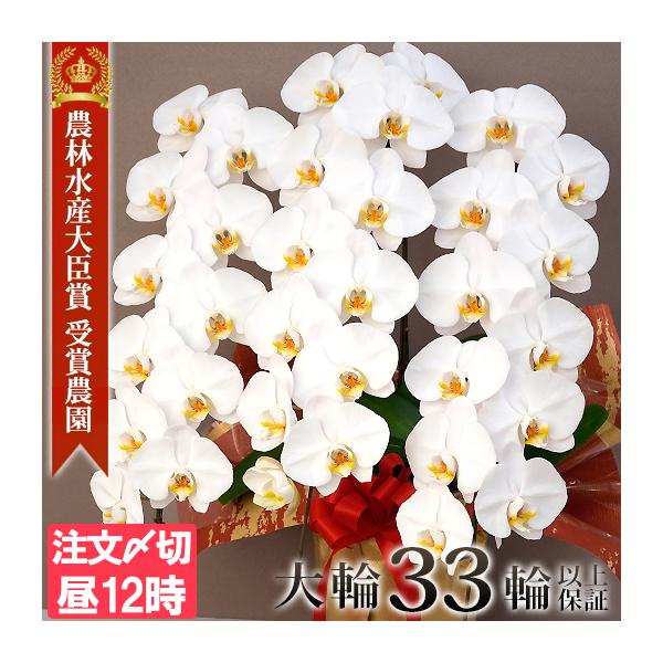 ※即日出荷分は営業日の昼12時締切です商品：大輪胡蝶蘭 3本立ち（33輪以上）鉢：主に7.5〜8号鉢を使用（穴あり）無料ラッピング付き。有料オプションご希望の方は↓からご注文ください。★この商品に付けられる『プレミアムラッピング（有料）』h...