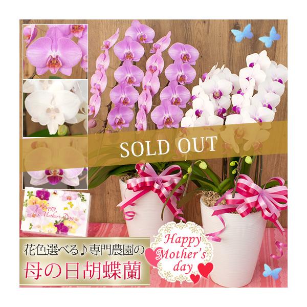 販売終了しました 母の日鉢花鉢植えミディ 中大輪胡蝶蘭2本立リボン付輪以上 送料無料ギフトプレゼント R M B Buyee Buyee 提供一站式最全面最專業現地yahoo Japan拍賣代bid代拍代購服務
