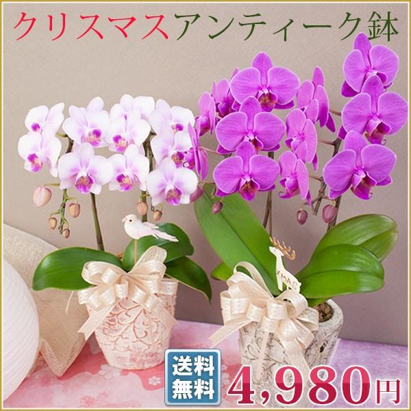 ピック付き アンティーク鉢 胡蝶蘭 ピンク品種おまかせ ２本立 お正月飾り 歳末 花 鉢花 洋蘭 ギフト R Nen1901 R Nen1901 胡蝶蘭専門農園 Iファーマーらんぼ 通販 Yahoo ショッピング