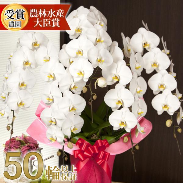 胡蝶蘭 大輪 5本立ち 50輪以上(蕾含む) 選べるラッピング 開店祝い 開業祝い 就任祝い 開院祝い 移転祝い 法人 ギフト お供え 法事 送料無料 [r-sta0001] 佐川