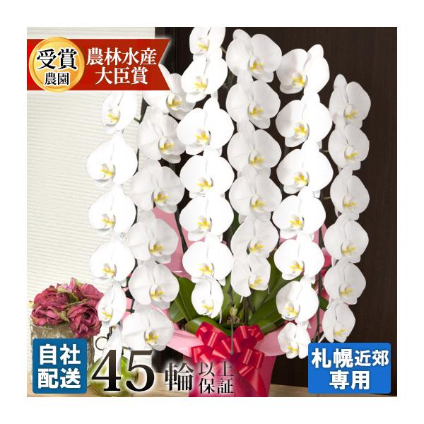 【北海道宛専用】胡蝶蘭 大輪 ３本立ち 45輪(蕾含む)以上  ヤマトまたは自社配送でお届け 北海道限定 札幌農園発送 送料無料 お祝い お供え ギフト [r-tai3fh45]