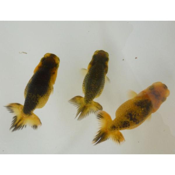 金鱼 Jchere日本代购