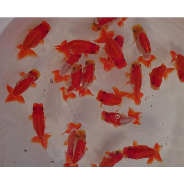 らんちゅう 生体 金魚の価格と最安値 おすすめ通販を激安で