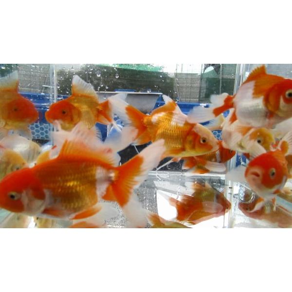 ★自家産オランダです。2025年4月生全長約9-11cm元気で可愛い子をお届け致します。★産地：飯田、棚田産※自然水温、粒餌を与えています。※同時注文に限り、各種金魚出来る限り同梱させていただきます。