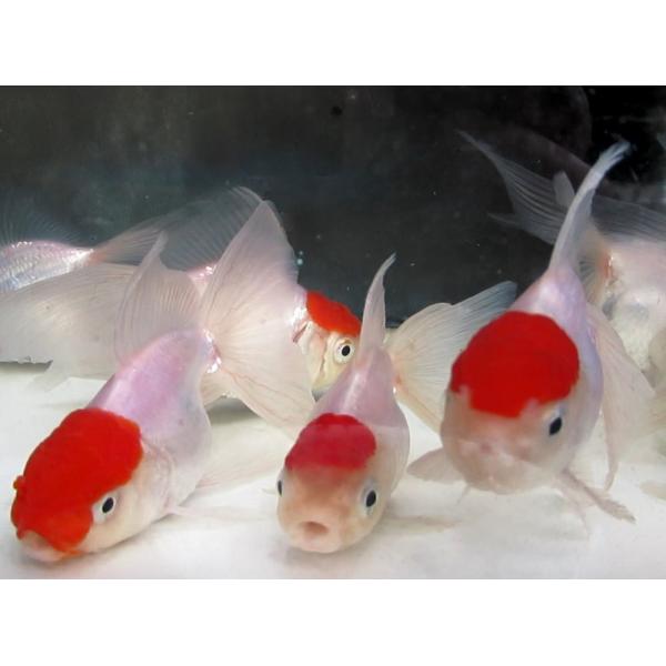 海洋金魚 本日大特価！(金魚)-丹頂（服部氏）9-10cm 1匹 : 水島らんちゅう