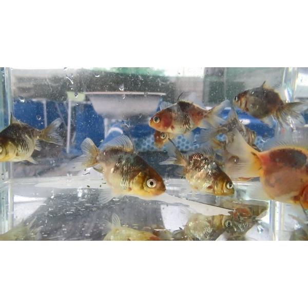 ranchu_e00037