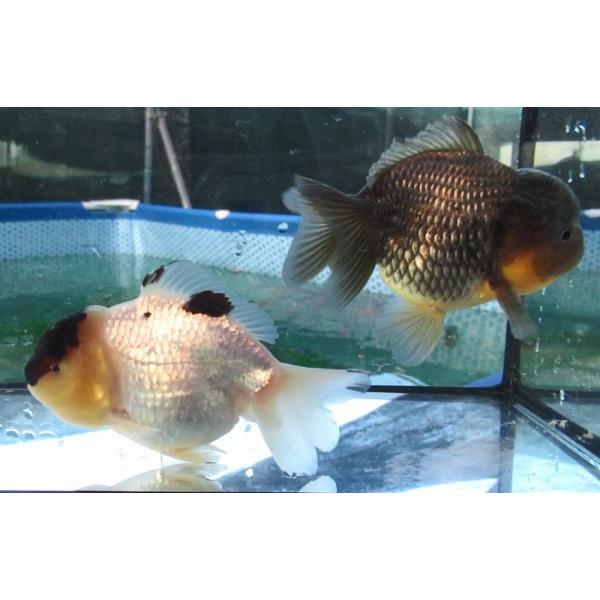 希少中国微墨　2種　猿　金魚 金魚)-中国金魚 水墨オランダショートテール 3歳魚 2匹セット（ペア