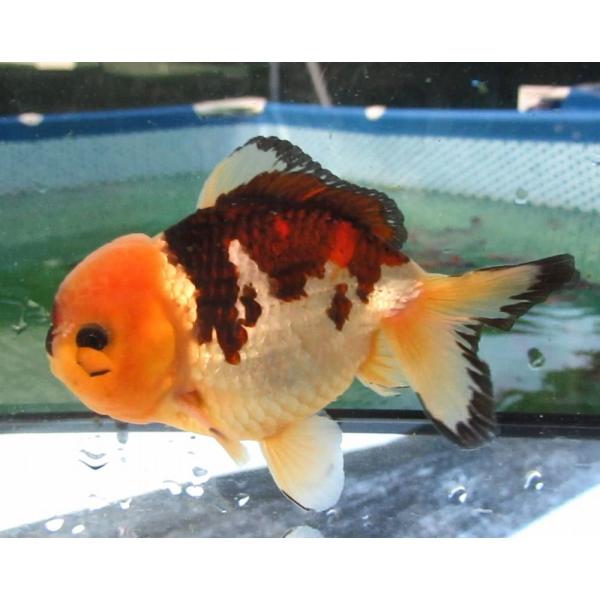 金魚)-中国金魚 水墨オランダショートテール 3歳魚 2匹セット（ペア
