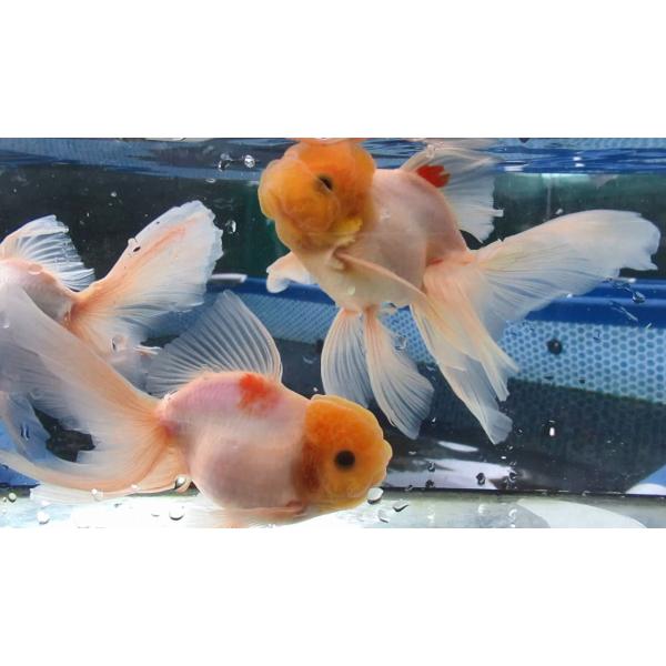 (金魚)-桜東錦 二歳魚(15.5-16cm) 3匹セット　921-2