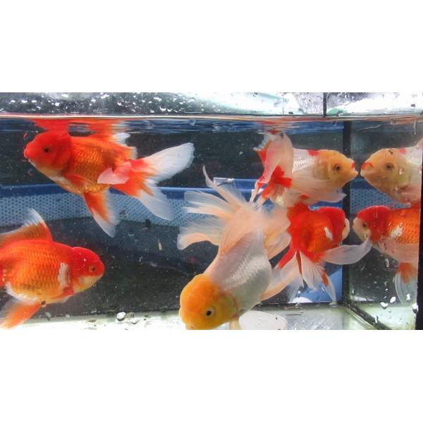 (金魚)-オランダ　二歳魚(14-15.5cm) 5匹セット　921-4